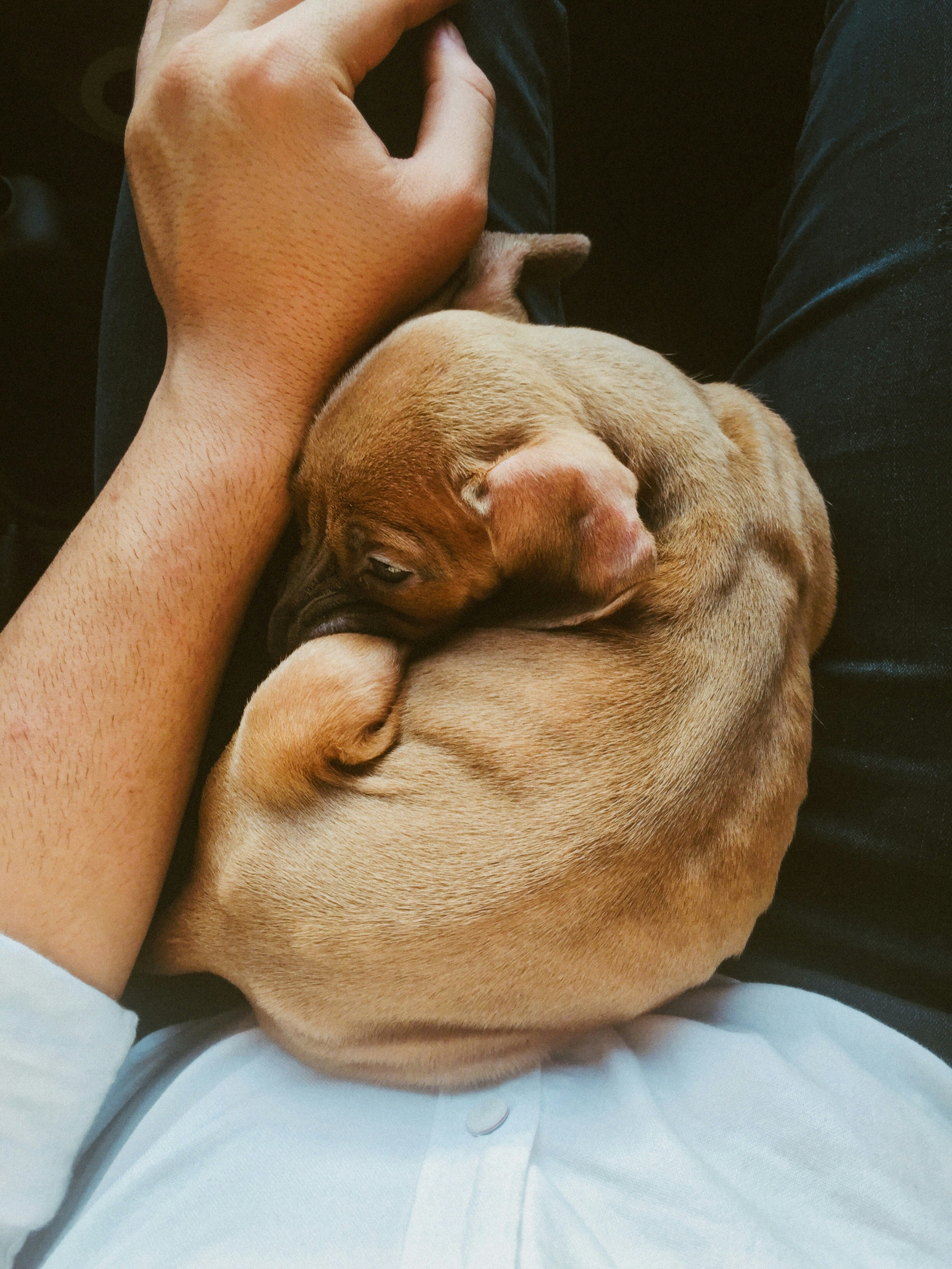 brown short coated dog lying on black textile